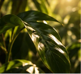 Sunlight on lush green foliage